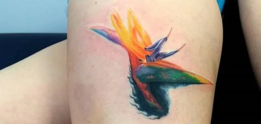 Tatuaggio con uccello del paradiso