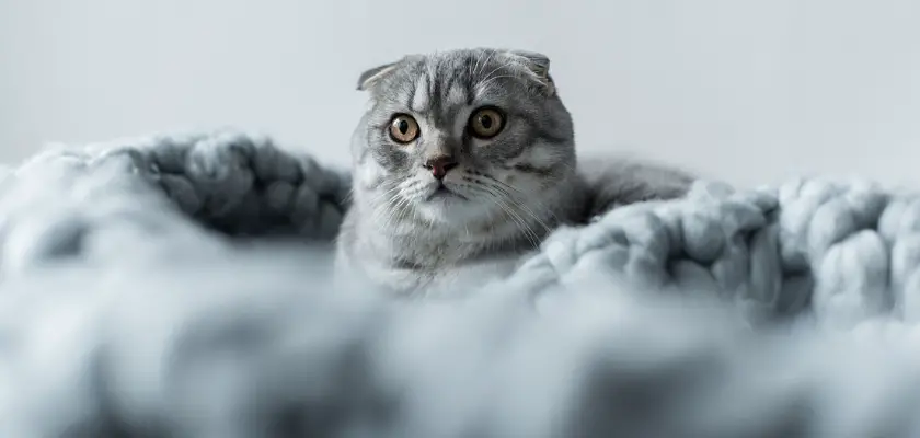 Vista di un gatto sdraiato sulla coperta di lana in camera da letto
